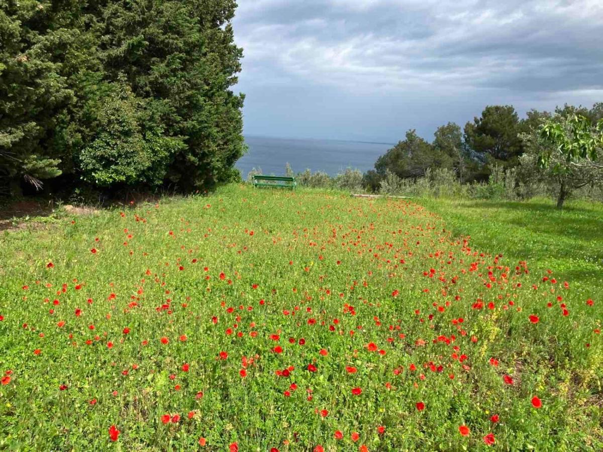 Istrian Green House Порторож Экстерьер фото